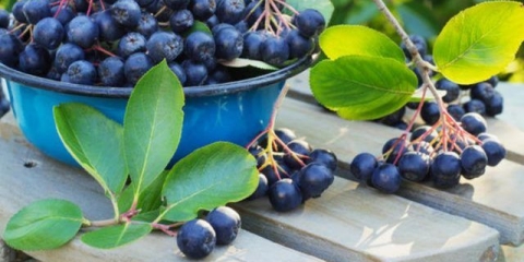 Džem od aronije sa limunom: 6 recepata